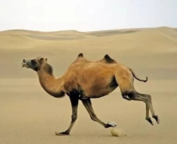 沙漠骆驼钢琴谱 展展与罗罗 燃起斗志，唤醒了对生活的无尽热情