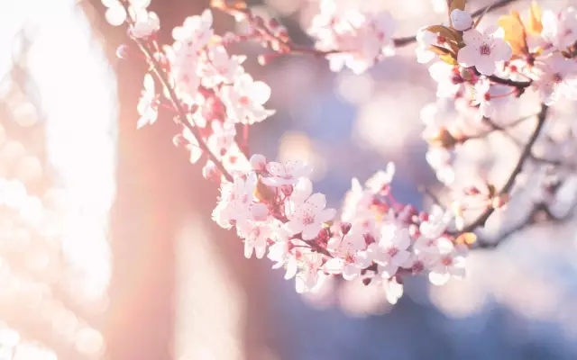 春天，樱花和你 钢琴谱- Epitone Project｜人若如花，不枉一生芳华4