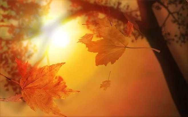 秋日私语钢琴谱 理查德.克莱德曼秋天里的童话，秋天里的温馨烂漫...8